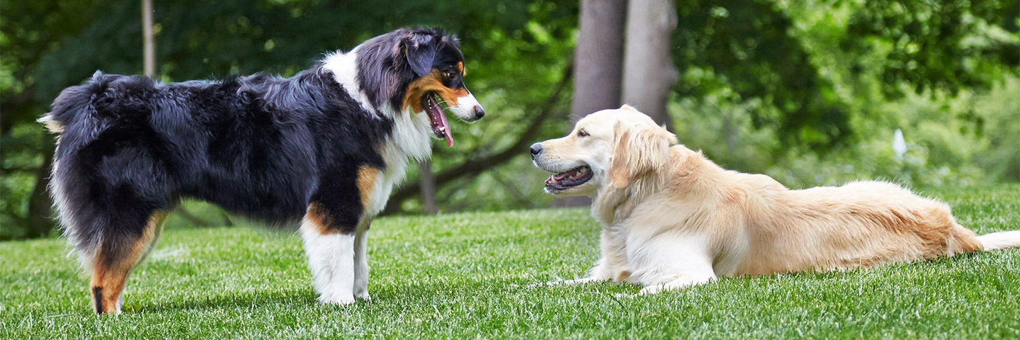 Quad Cities Area DogWatch, Long Grove, Iowa | Outdoor Hidden Dog Fences Slider Image