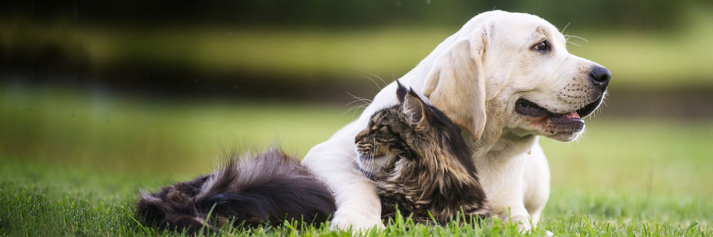 Quad Cities Area DogWatch, Long Grove, Iowa | Cat Fences Slider Image