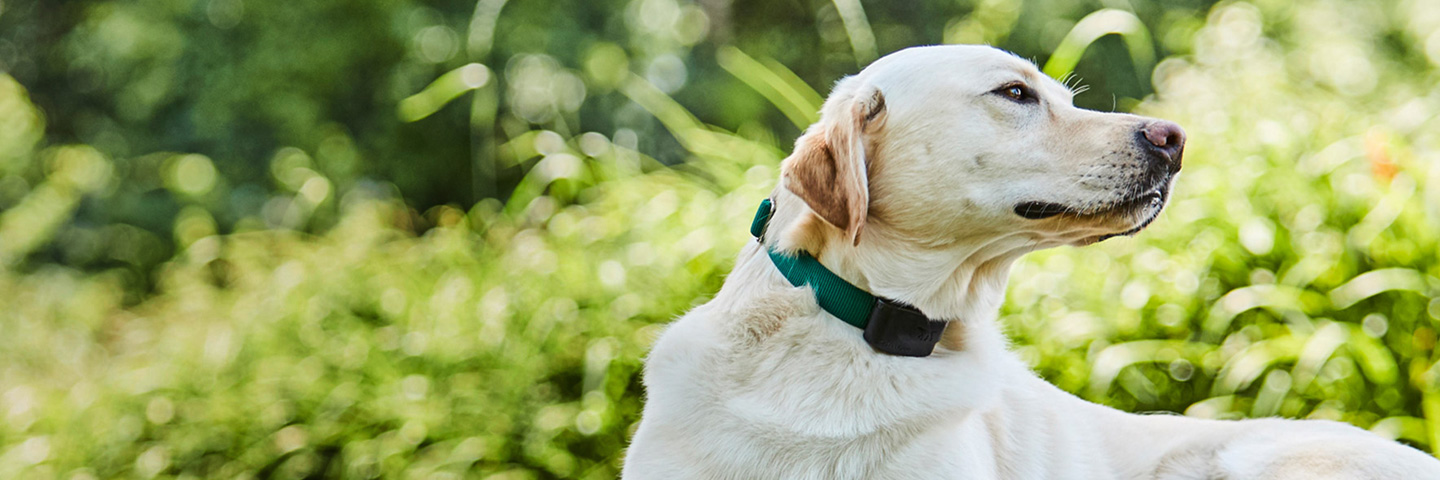 Quad Cities Area DogWatch, Long Grove, Iowa | 1200Fence Slider Image