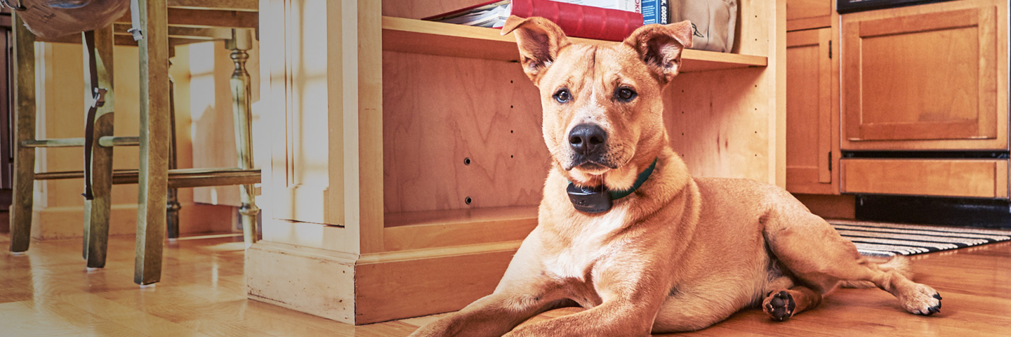 Quad Cities Area DogWatch, Long Grove, Iowa | Indoor Pet Fences Slider Image
