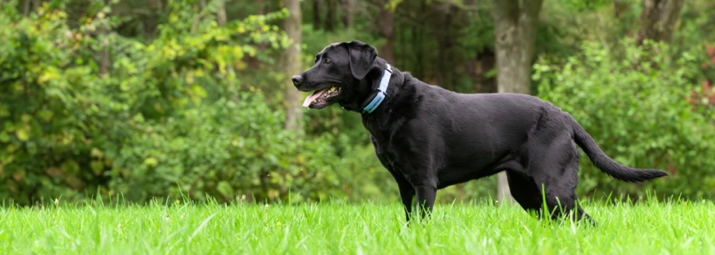 Quad Cities Area DogWatch, Long Grove, Iowa | SkyShepherd GPS Dog Fence Slider Image